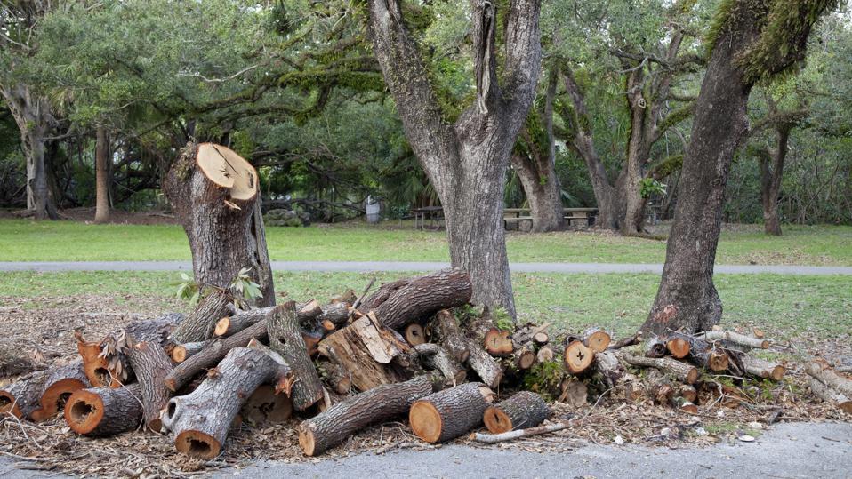Tree Removal Service
