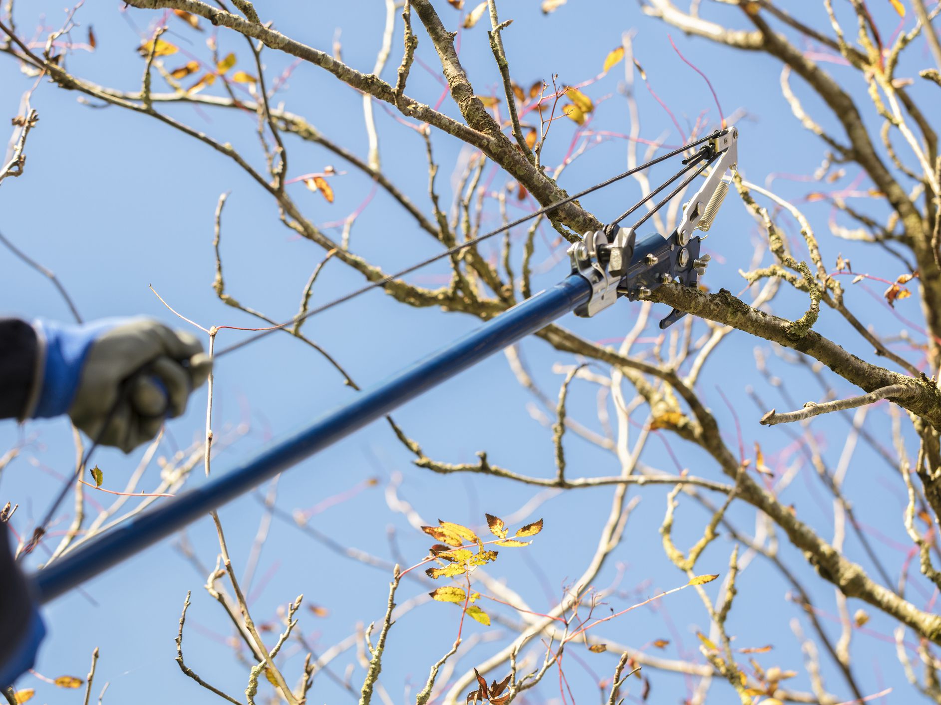 tree pruning South Brisbane