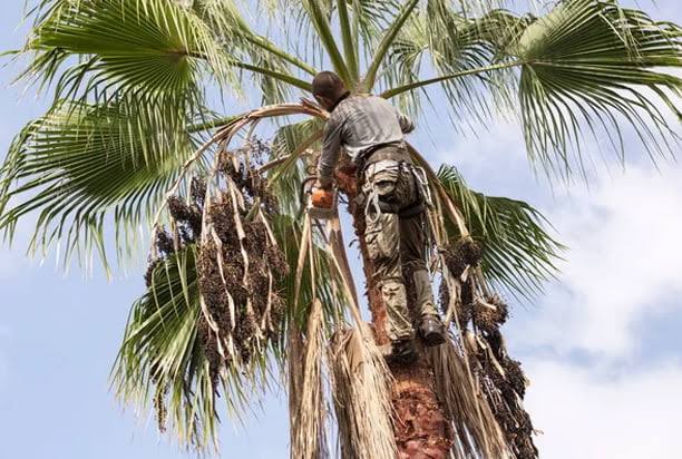 Brisbane palm tree removal