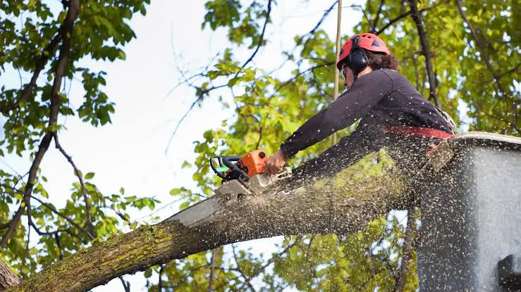 tree pruning services Melbourne